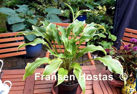 Hosta Three Coins